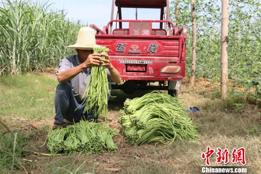 “網(wǎng)紅”小吃柳州螺螄粉熱銷 帶動(dòng)豆角銷路助農(nóng)民增收